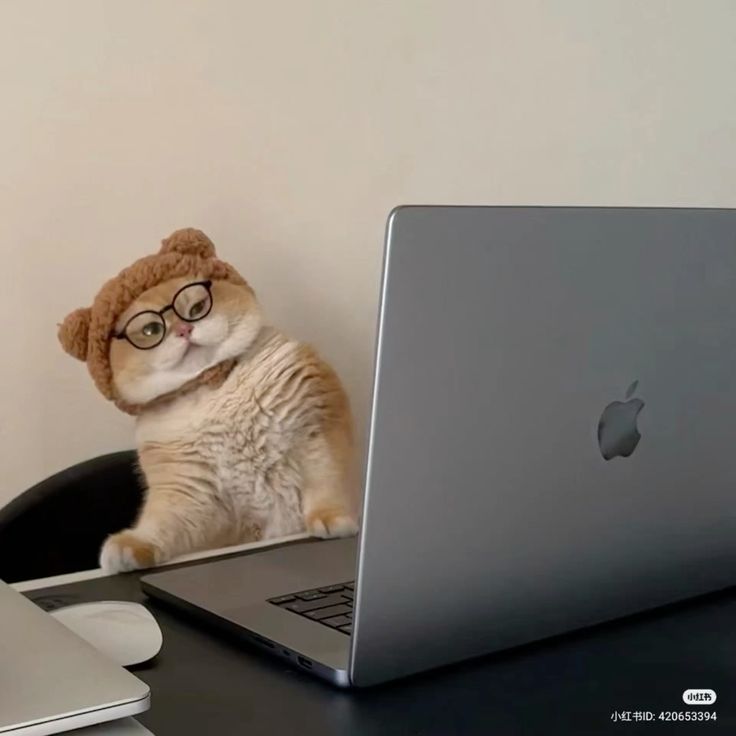 nekocatts's tweet photo. When I see how people from my old school are doing https://t.co/ABMX5weaVY