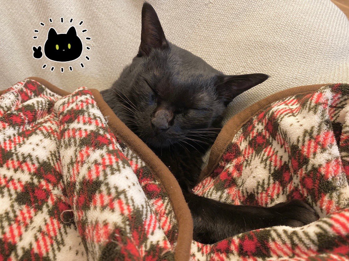 bou128's tweet photo. お腹を冷やさぬように🛌 https://t.co/xjQHn9vPS8