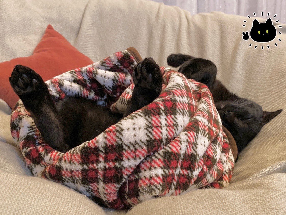 bou128's tweet photo. お腹を冷やさぬように🛌 https://t.co/xjQHn9vPS8