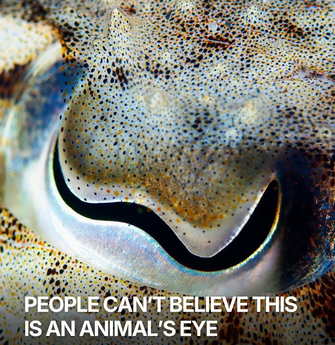 ntheg74138xx's tweet photo. Which animal has eyes like this?
A. Octopus 
B. Stingray
C. Sqiud
D. Cuttlefish 
E. Crab https://t.co/8qbwoP1UTe