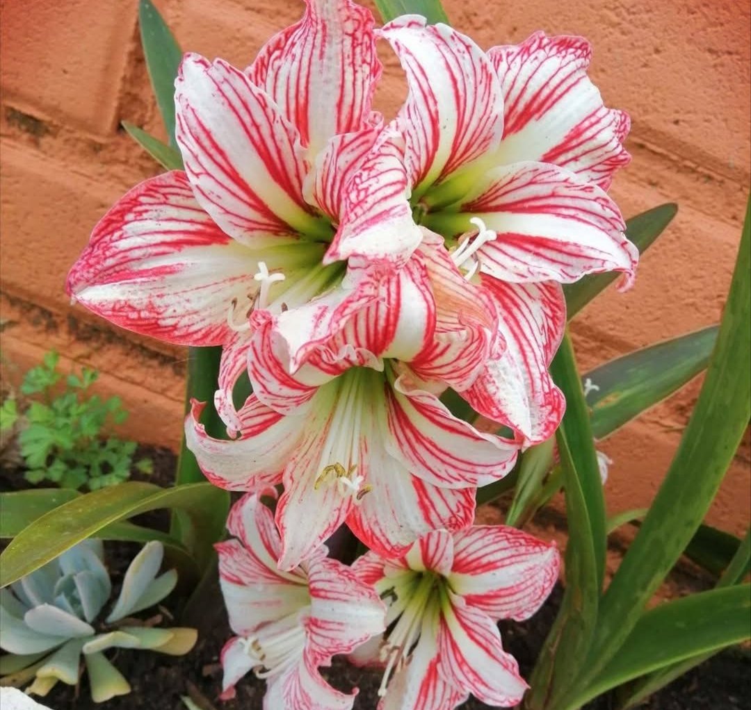 Grazia700330222's tweet photo. Le venature sono cicatrici trasformate in pura bellezza! Bianco e Rosso, l'eleganza che non stanca mai💕🫶 https://t.co/GUzHNEjsNj