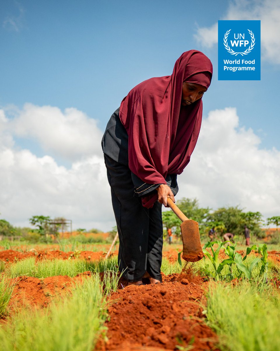 WFP_Kenya's tweet photo. 🌱 On #InternationalYouthDay, meet Zeituna from the Baai Youth Group in Mandera County.

"This farm has helped me support my family and neighbours, and even start a small business,"

With support from @WFP, the @MastercardFdn and the County Government, youth like Zeitun are expanding farming, diversifying crops and building more resilient livelihoods 💪🌾