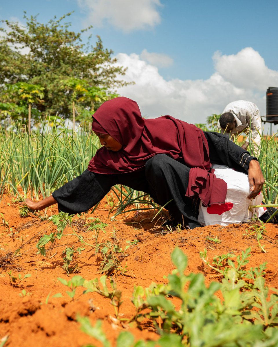 WFP_Kenya's tweet photo. 🌱 On #InternationalYouthDay, meet Zeituna from the Baai Youth Group in Mandera County.

"This farm has helped me support my family and neighbours, and even start a small business,"

With support from @WFP, the @MastercardFdn and the County Government, youth like Zeitun are expanding farming, diversifying crops and building more resilient livelihoods 💪🌾