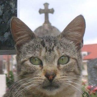 trad_west_'s tweet photo. This cat was photographed with a Church Cross perfectly aligned above its head ✝️ https://t.co/LfCjm24IPj