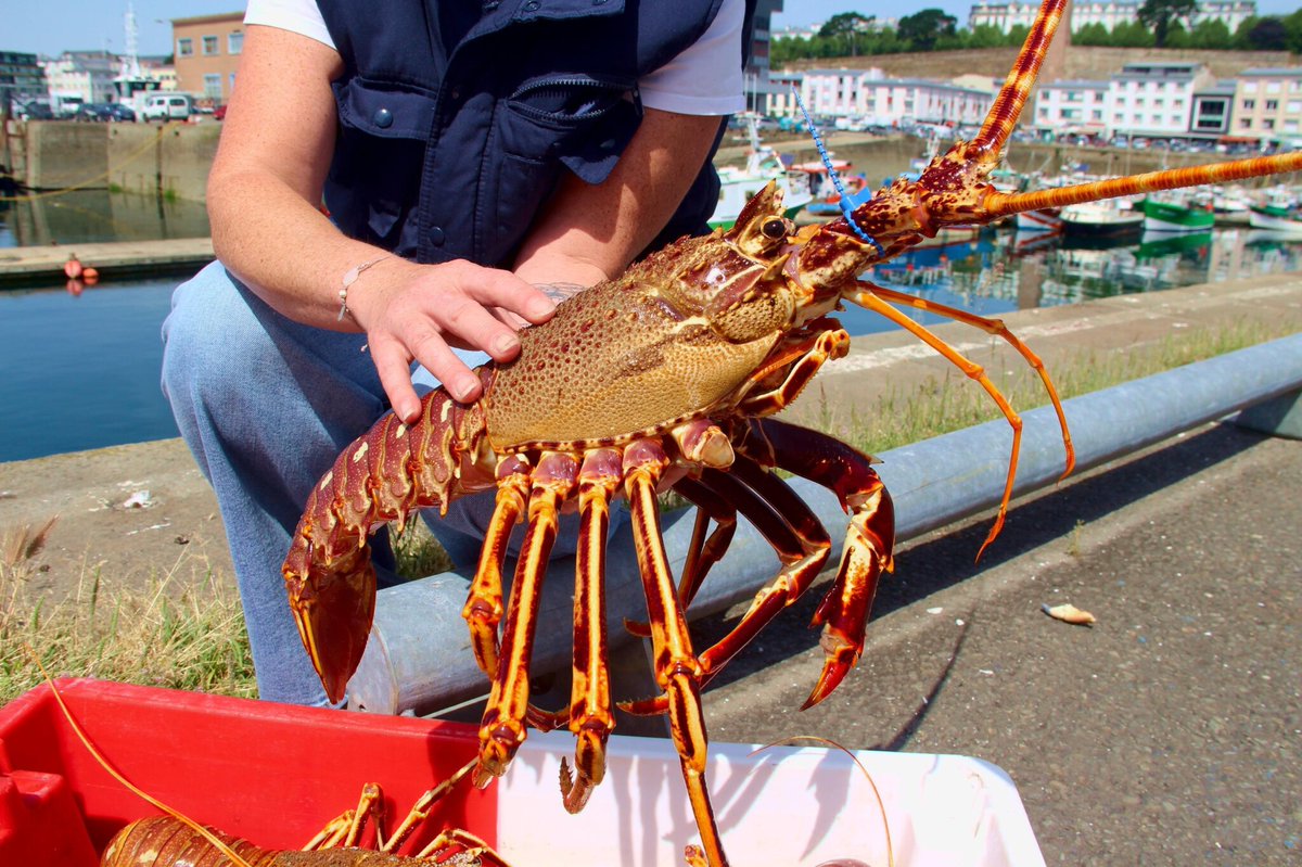 le_Parisien's tweet photo. Dans un restaurant du sud de la France, un client achète une langouste 300 euros… pour la relâcher en pleine mer
➡️ https://t.co/l6BO8gonzY https://t.co/AX2tfRPGCq