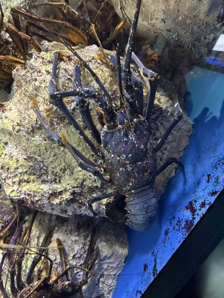 abacl7's tweet photo. 鳥羽水族館、夕方駆け込みで行ったからゆっくりは見れなかったけど、色々な水槽があり大人も楽しめるな〜 https://t.co/QAW4L7M45a