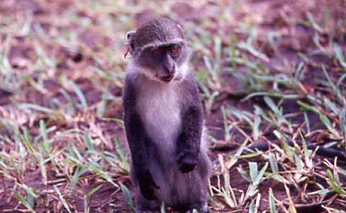 mzeeshimba05's tweet photo. #WildLife
#アフリカの野生動物
#BlueMonkey
#ブルーモンキー
アフリカ東海岸のロッヂに
滞在中小鳥の鳴き声に眼を
覚ますと庭で遊ぶ少し青っ
ぽいサルたちが遊んでいた
私の知るサルたちの鳴き声
ではなく耳に心地良い小鳥
の鳴き声の
ようだった https://t.co/K7fQAKv6fN