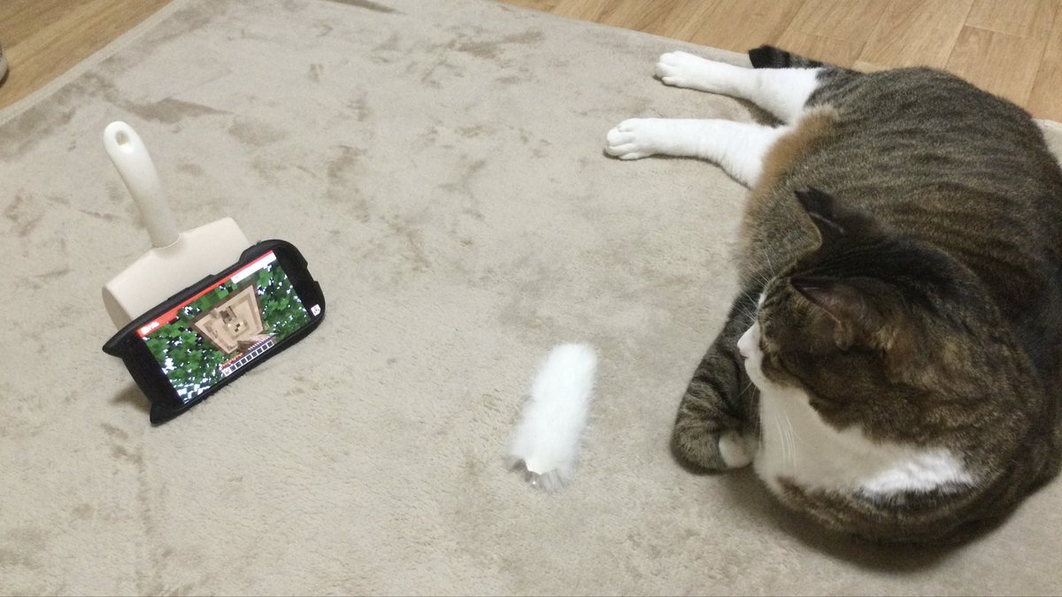supinel_00's tweet photo. 猫と一緒に見てる👀

#ドズル社 https://t.co/H35fvnRl6o
