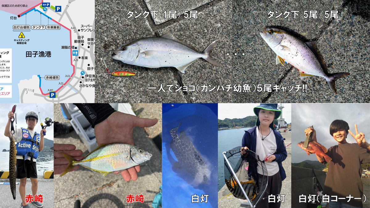 umigo_tago's tweet photo. ✨仕留める！✨
📌2026/8/11 の釣果🎣

今朝は修行のような雰囲気の中、一人黙々とショゴを捕らえる猛者が登場！🔥 
タンク下で徹底的にボトムを狙い、9時までに4本、12:40にも1本追加して計5本を仕留めました👏

赤崎ではダイソーロッドの限界を超えた激しいファイトが勃発💥 お父さんのタモ入れで無事にウツボを仕留めました！🐍 
久々のシマアジも登場👏 午後にはダンゴ釣りでリールが巻けないほどのスーパーファイトもありましたが、惜しくもバラシ…！大型クロダイだったようです😭

白灯では午後、メジナが食い渋る中でヘチ探りを展開し、30cm超えのタカノハダイと手のひらサイズのイシガキダイをキャッチ🎯 
さらに白灯付け根の通称「白コーナー」では、最近噂になっていた30cm超のアカハタをキビナゴエサのブラクリ釣りで見事仕留めました👏

#海釣りGO #海釣りGO田子 #西伊豆町 #田子漁港 #ショアジギング #カンパチ #ヘチ探り #ウツボ #アカハタ