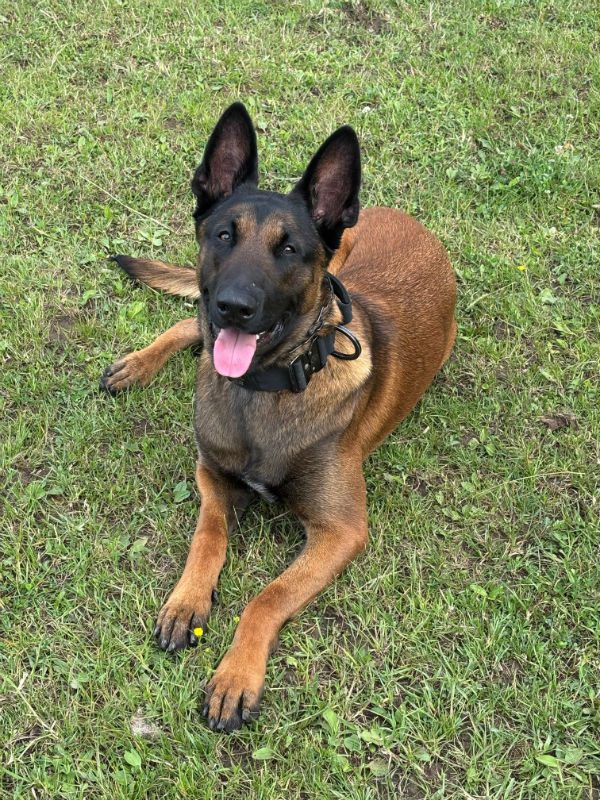 gsrescueelite's tweet photo. Kai is 17mths old and he is a clever boy with so much potential. Kai came to us as he can be possessive over food, it is something we are working on but any home will need to continue with this training 
#dogs #germanshepherd #Essex https://t.co/J7x2yzx9E4 https://t.co/cz1aYpMw5G