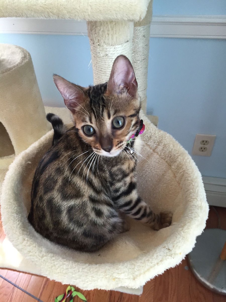 yoga_and_more's tweet photo. do you love me ?? ❤️ 😺 🎉 🎈 🍀 ❤️ https://t.co/LNti2LBhPt