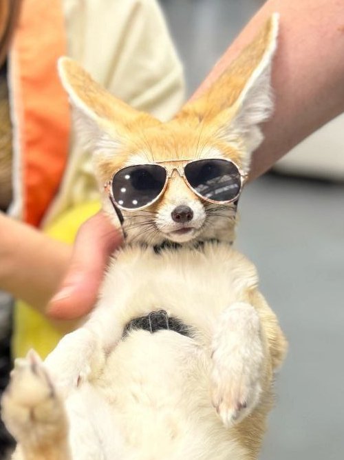 mauzkibunker's tweet photo. How I feel after fennec posting https://t.co/pQoBH3gQOd