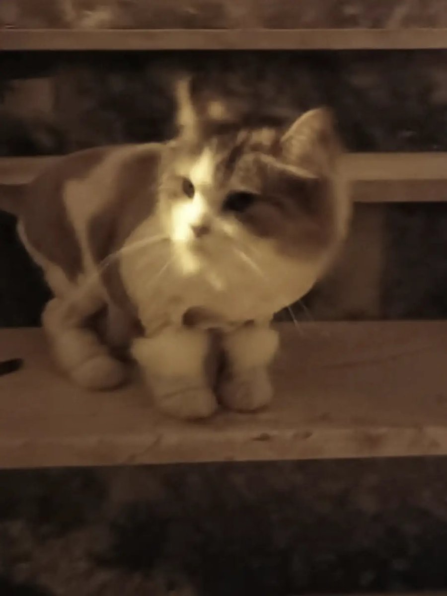 elifkedisii's tweet photo. Geçici / kalıcı yuva İstanbul !!!

Tek kedi olması iyi olur. https://t.co/enlCcSLDf4