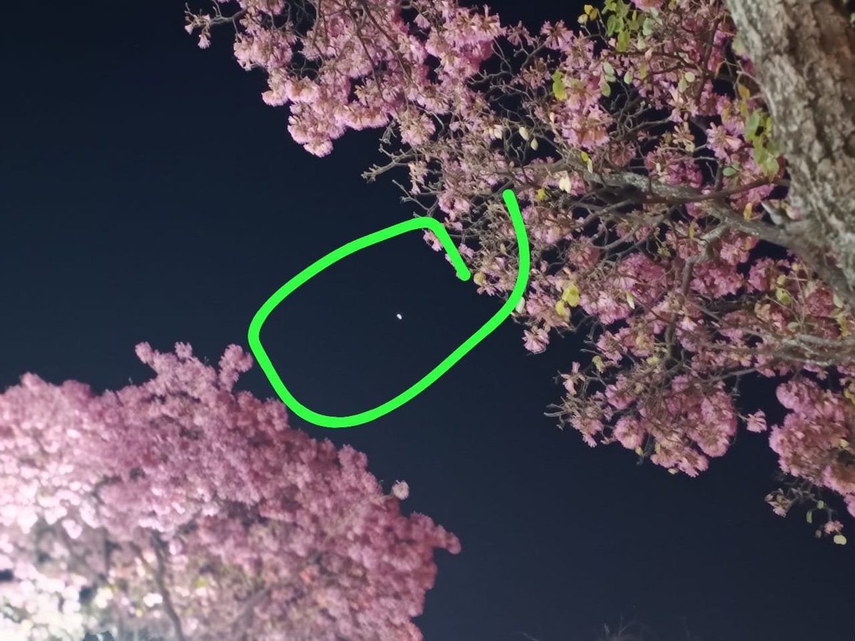 ArDescubrir's tweet photo. FE DE ERRATAS

SI EN ESTAS FOTOS NO SALEN LOS RAYOS FORANEOS DE LA ESTRELLA MUNDANA, QUE PASARA CUANDO LA TENGA EN LA MIRA A LA GALAXIA NOORHN - MOM???

¿Una estrella brillante en mi cielo?

Ayer la difundo en la búsqueda del hogar físico de los autores de mis fenómenos que investigo.

Ella es mi estrella de compañia perpetua, pero no la galaxia Noorhn, aunque a allí pertenezca.

Ayer la describo sin necesidad de hacerle hoy ningún agregado

Pero había desviado mi atención y omitia idetificarlo como lo hace las Cartas de las Estrellas ".. .estaré aquí como una estrella silenciosa que aún brilla en tu cielo..."

Es que todo es tán asombroso. Verla así con su brillantez inverosímil que no encuentro palabras para darle mi gratitud por mis acciones inmerecidos que genere el cumplimiento de una promesa hecha desde el cielo.

Pero no es una estrella nueva allí puesta para mi, sino otra ya existente y sobresaliente de siempre en mi cielo, que su nombre desconozco.

Para mí, si existe otra figura de gran volumen que pronto les haré conocer y que es gran tamaño que con el paso del tiempo mejora su definición y que otra más se íntegra y suma a ella en la mira de otra cámara. Pero pienso que se trata de los maxo planetas que se muestran de día ya que por la noche no son claramente perceptibles.

Ellos, los etéreos, tienen inconvenientes para concretar a veces sus exhibiciones. Está sería otra

Y volviendo a mi estrella brillante, ella sale en mis fotos  pero sin sus rayos sorprendentes, lo que no es extraordinario sino lo común. Puedo verlos con mis ojos, pero no con tomas fotográficas. Quizás por hoy y mañana todo cambie y si suceda. Todo existe  oculto en la penumbra. Su visibilidad es relativa y temo que si mi estrella se oculta es probable que la galaxia Noorhn tal como la ve mis ojos, que también no sea posible para ustedes. Y deberán someterse a mis  indicaciones descriptivas, que peor es nada.

Pero se dan cuenta de que hablo de una única estrella y sus fotos que saco desde mi plaza central de mi ciudad muy iluminada por doquier, que solo yo actúo como fotógrafo amateur. Es todo extraño.