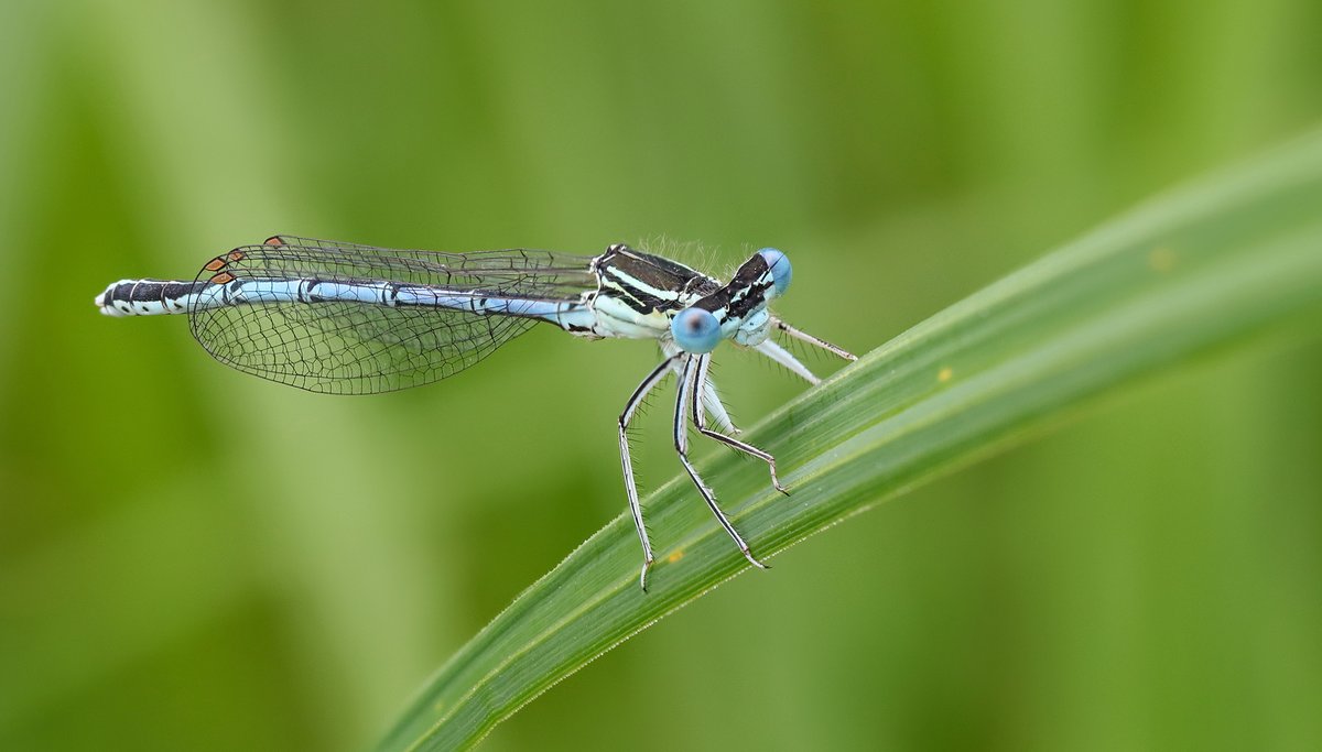LFeys's tweet photo. Blauwe schoonheid op een groen bedje. πΏ
#natuur #macroworld #juffer #libelle #natuurfotografie #insecten https://t.co/shf0ieg55S