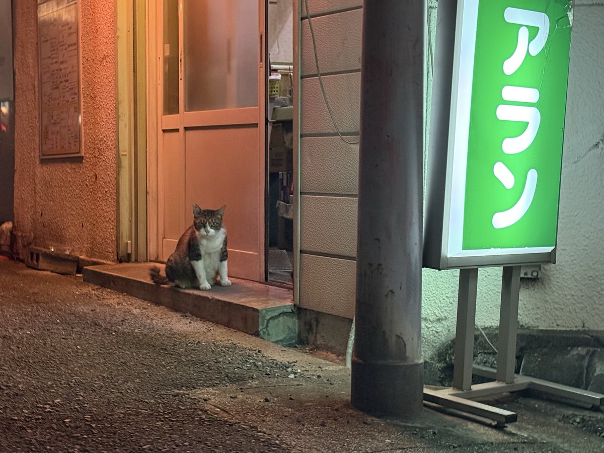 kakitowine's tweet photo. 大阪の立ち飲み屋でご飯もらって満足そうな猫ちゃん https://t.co/xZUps1NcI5