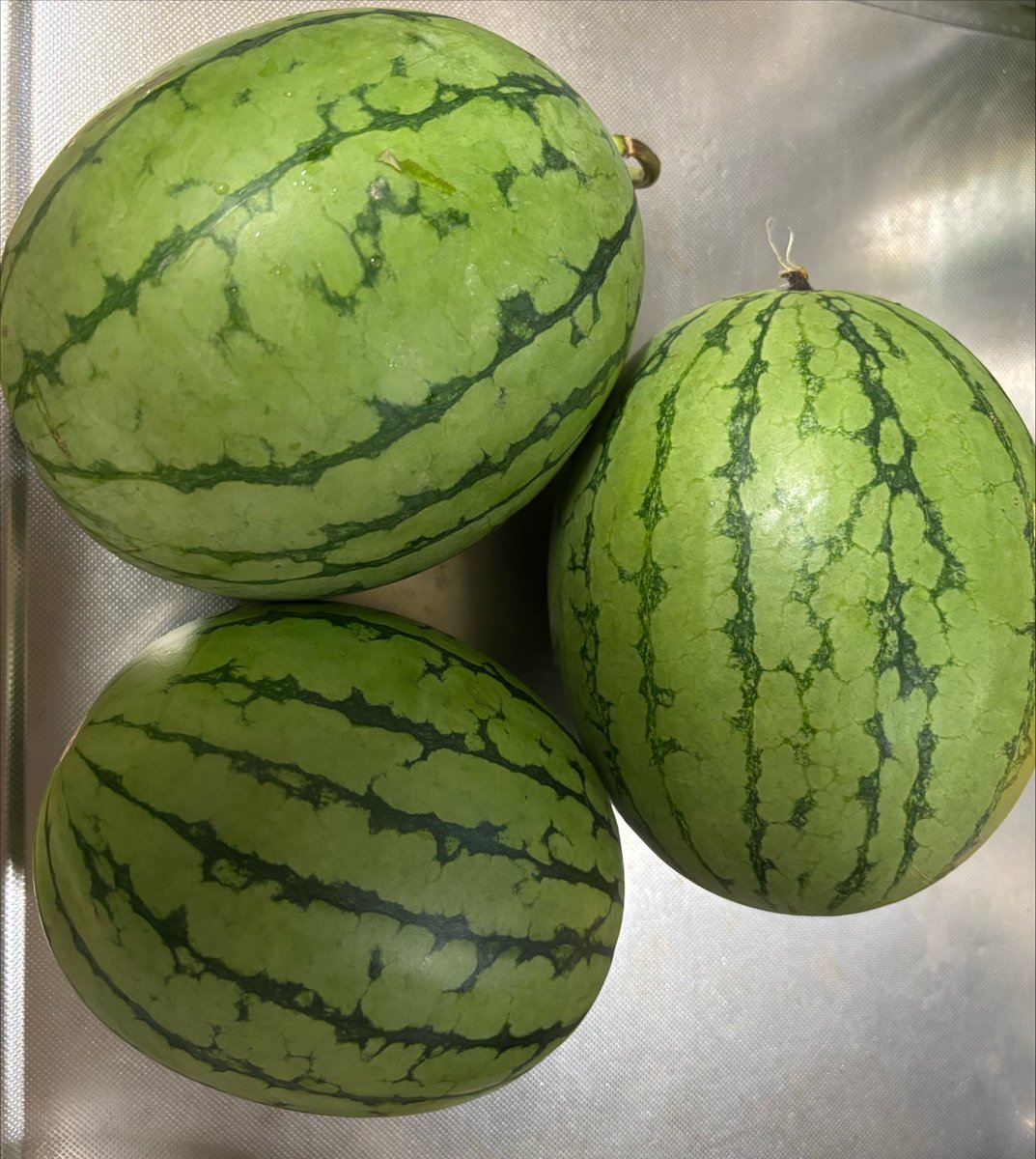 kumonchan_'s tweet photo. 夫、家庭菜園のお手伝いに〜💓
小玉スイカ3玉いただきました🍉

続・スイカ祭り🍉🔪ヾ(o´∀｀o)ﾉﾜｧｰｨ♪ https://t.co/khahMKnQjH