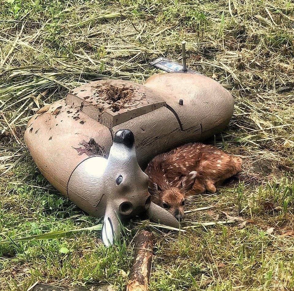deershouldnt's tweet photo. https://t.co/INqqThV4uN