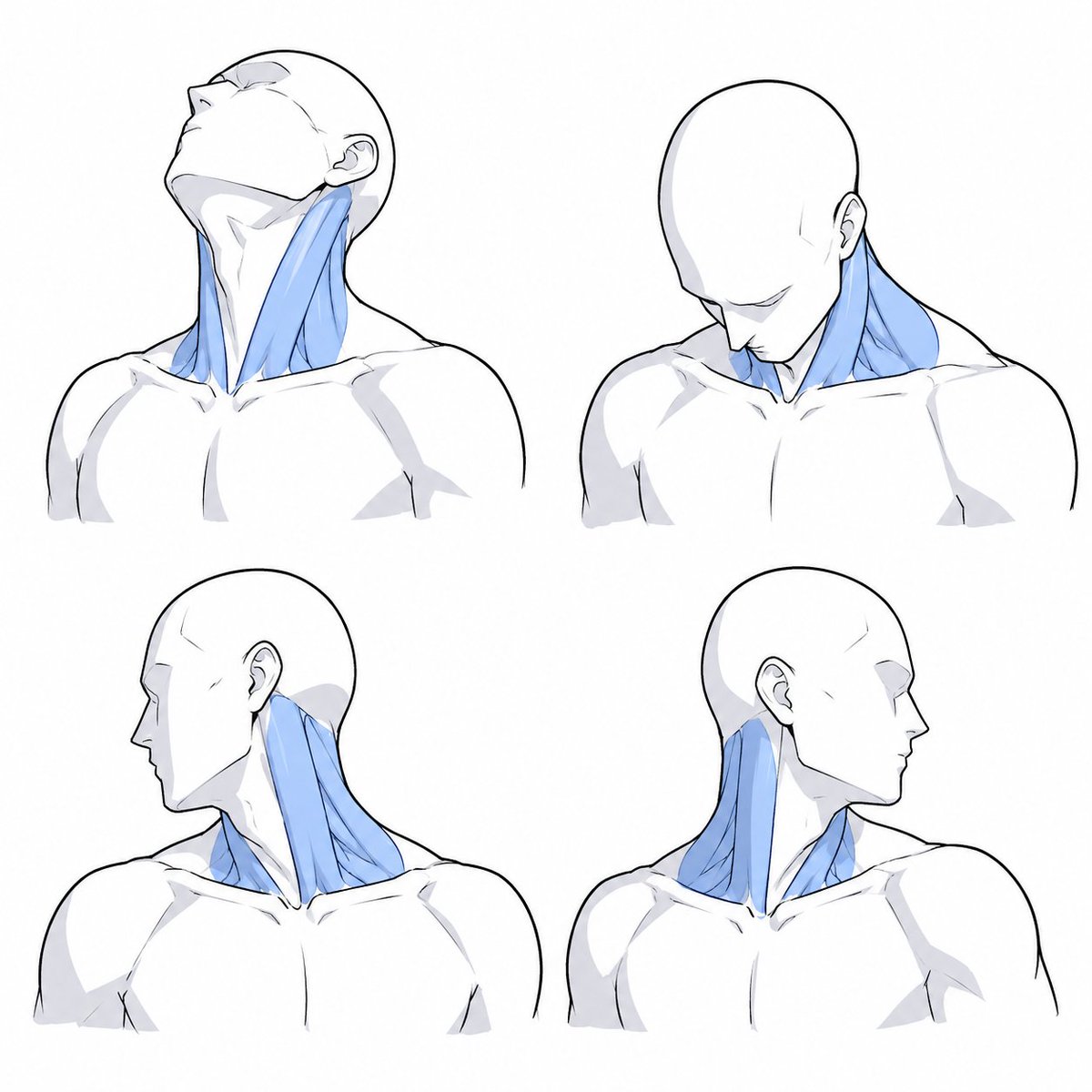 ezdrawps's tweet photo. Neck muscle reference https://t.co/TpXVt7HAfB