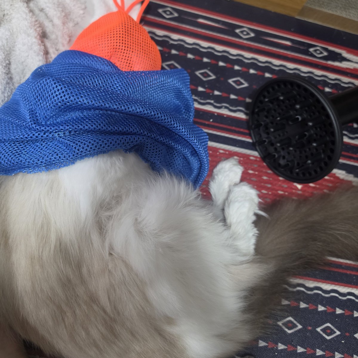 blanc_brun56's tweet photo. ドライヤー中の諦めモードの猫
猫用のドライヤー断線しちゃったのか電源つかなくなったから人間用で乾かしたけど割といいかも https://t.co/nwIxxcpfG9