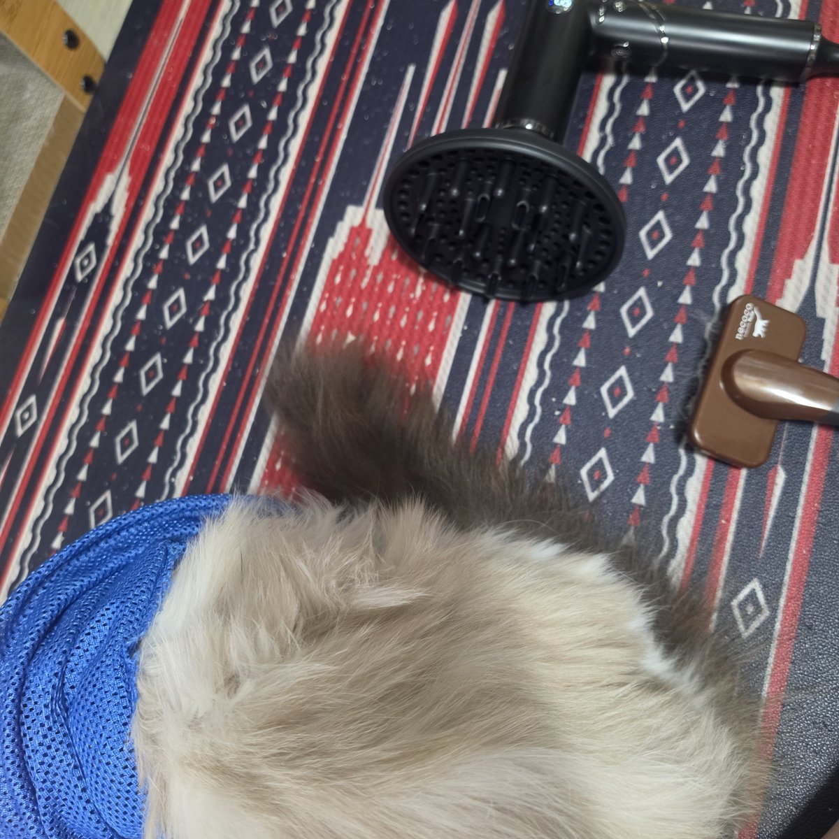 blanc_brun56's tweet photo. ドライヤー中の諦めモードの猫
猫用のドライヤー断線しちゃったのか電源つかなくなったから人間用で乾かしたけど割といいかも https://t.co/nwIxxcpfG9