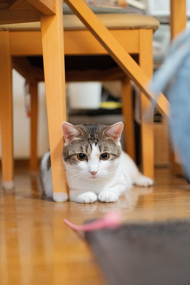 kenta989's tweet photo. 飛び石で今日一日だけ休んだ。
猫とのんびり過ごせた。 https://t.co/1hNYRMkIcW