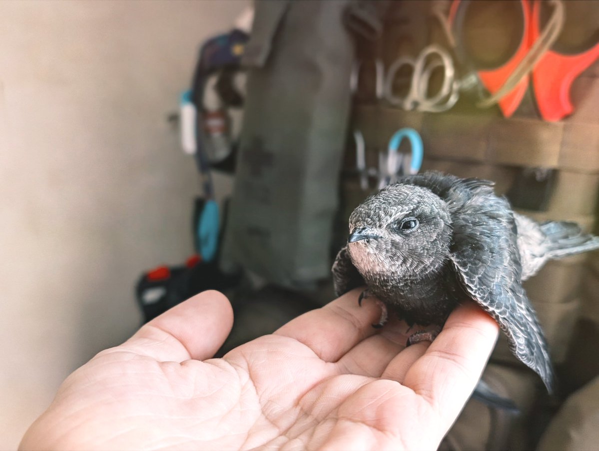 marakasyk's tweet photo. У нас з'явився краматорський серпокрилець і здорові бородаті морпіхи бігають по городу та ловлять йому цвіркунів 🦗 https://t.co/Qc9IJb8DD4
