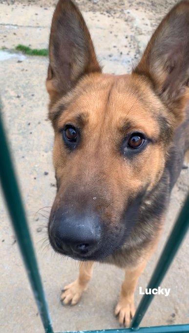 gsrescueelite's tweet photo. Lucky is coming up to 2yrs old and he hasn't had much luck so far. Lucky can live with older kids but he has missed out on a lot of early training so will need an exp home please 
#dogs #germanshepherd #Cornwall 
https://t.co/4XajsurZFF https://t.co/HYQIxGeR15