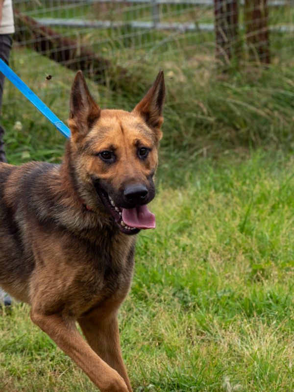 gsrescueelite's tweet photo. Lucky is coming up to 2yrs old and he hasn't had much luck so far. Lucky can live with older kids but he has missed out on a lot of early training so will need an exp home please 
#dogs #germanshepherd #Cornwall 
https://t.co/4XajsurZFF https://t.co/HYQIxGeR15