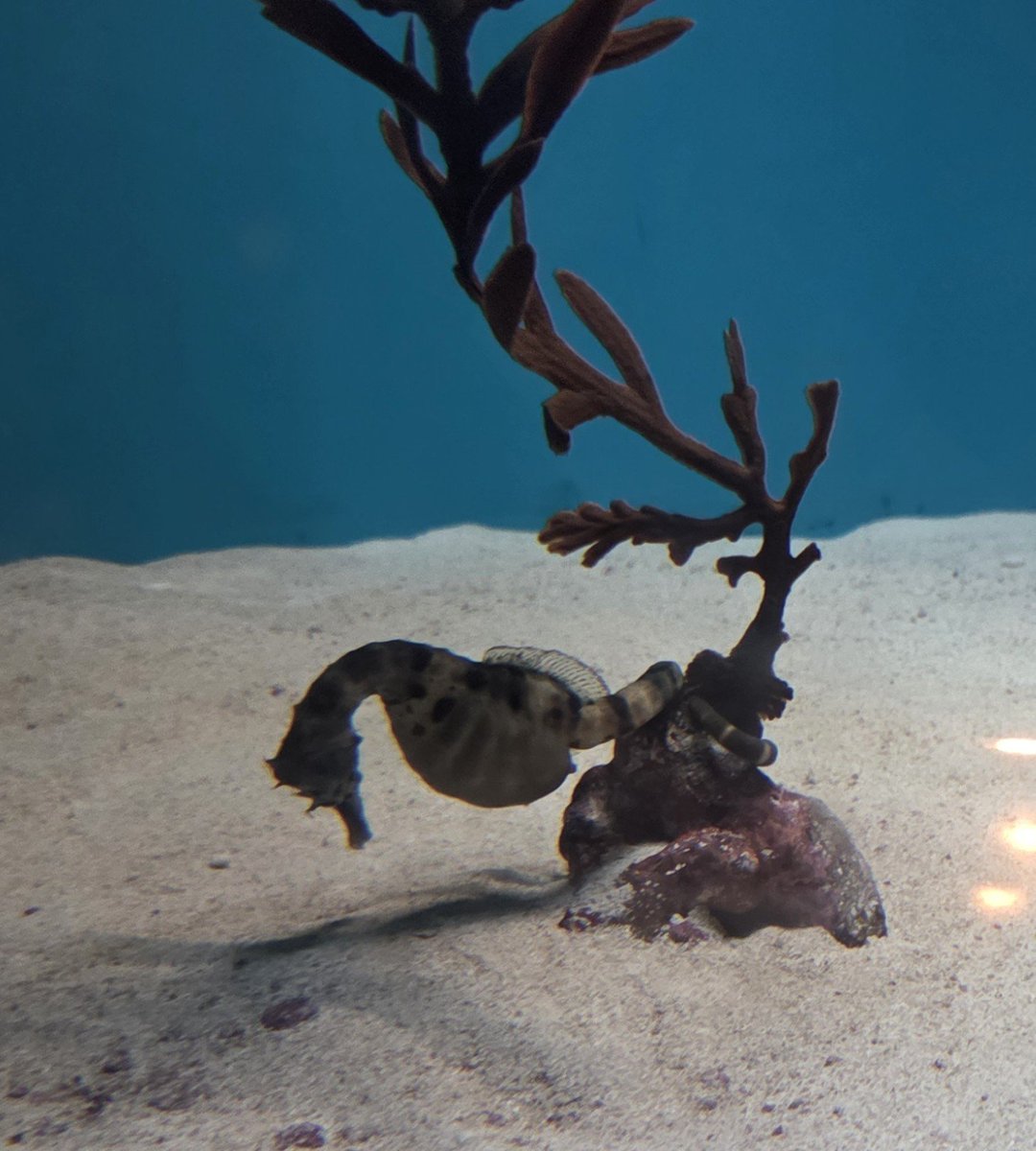 gun_ppppp's tweet photo. 今日は水族館に行きました。
6回2失点2打点の活躍。
シードラゴンズにありがとう。 https://t.co/BTbHgd4TK5