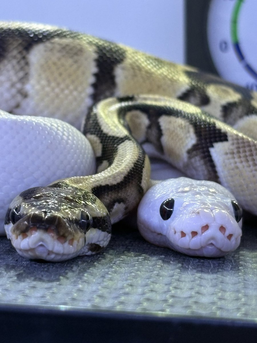 futaba_snake's tweet photo. 我が家のパイソンズは今夜も仲良し❤️

#ボールパイソン https://t.co/JJuJDAKJpT