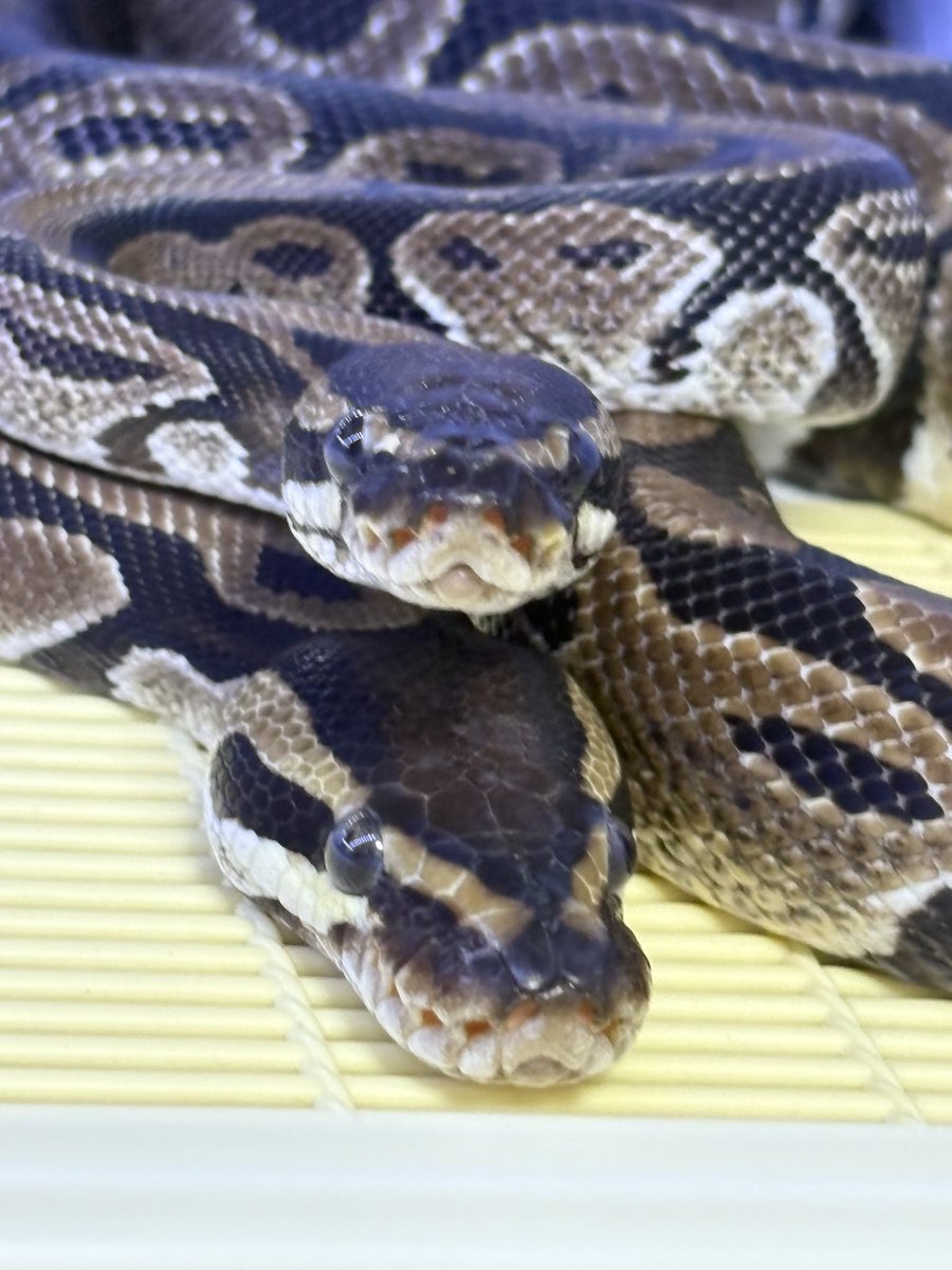 futaba_snake's tweet photo. 我が家のパイソンズは今夜も仲良し❤️

#ボールパイソン https://t.co/JJuJDAKJpT