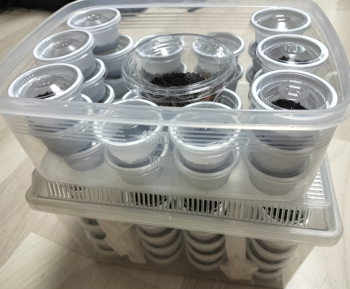 ahemushi's tweet photo. 石垣島産　タイワンオオムカデ CH　
レッドレッグ

を販売します
超強健種で動きもトロいので
興味ある人はDM等宜しくお願いします
まとめ買いでお値引きしますんで
全部持ってってください♡

・1枚目　販売可能な個体84匹🥹
・2枚目　ママ虫
・3枚目　キッズ虫 https://t.co/CGIWgHv0lD