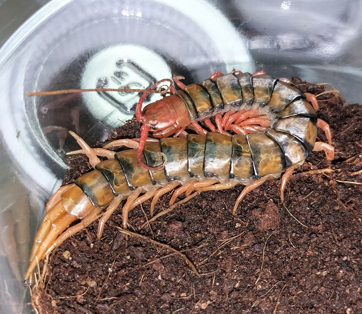 ahemushi's tweet photo. 石垣島産　タイワンオオムカデ CH　
レッドレッグ

を販売します
超強健種で動きもトロいので
興味ある人はDM等宜しくお願いします
まとめ買いでお値引きしますんで
全部持ってってください♡

・1枚目　販売可能な個体84匹🥹
・2枚目　ママ虫
・3枚目　キッズ虫 https://t.co/CGIWgHv0lD