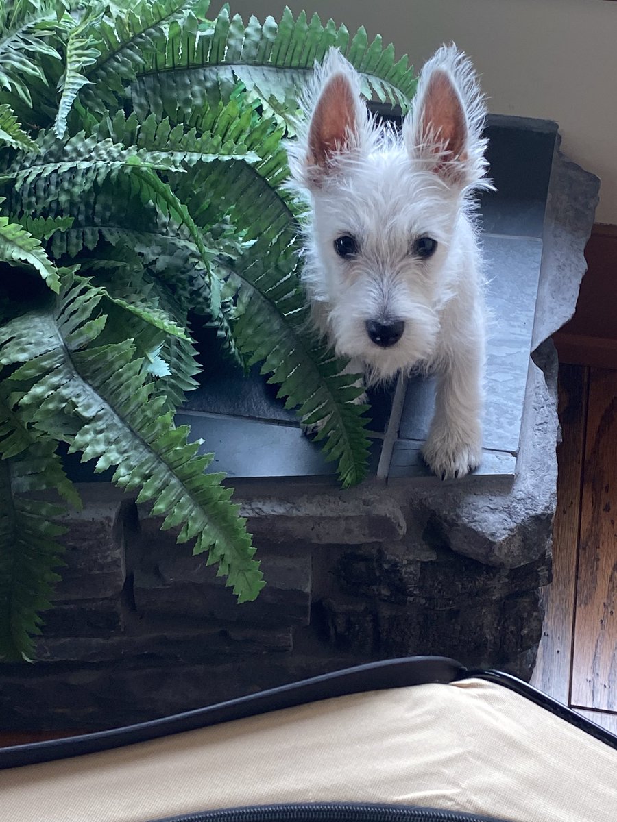 gringogonebaja's tweet photo. @BrookeShields Little White dog’s Rock! https://t.co/4YUSmn2bdK