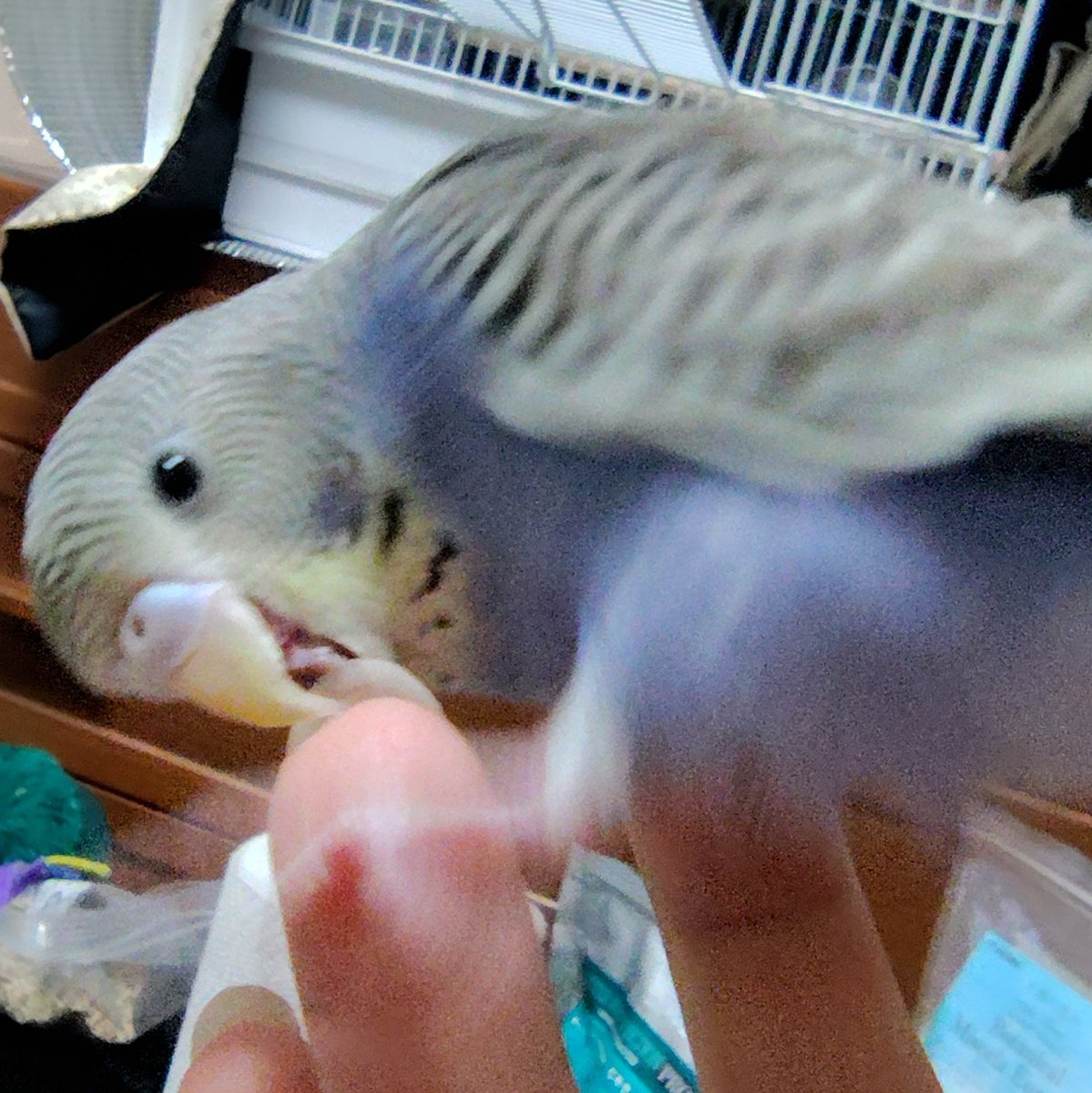 tady_1122's tweet photo. ※飼い主は食べられません https://t.co/2YpaLllefn