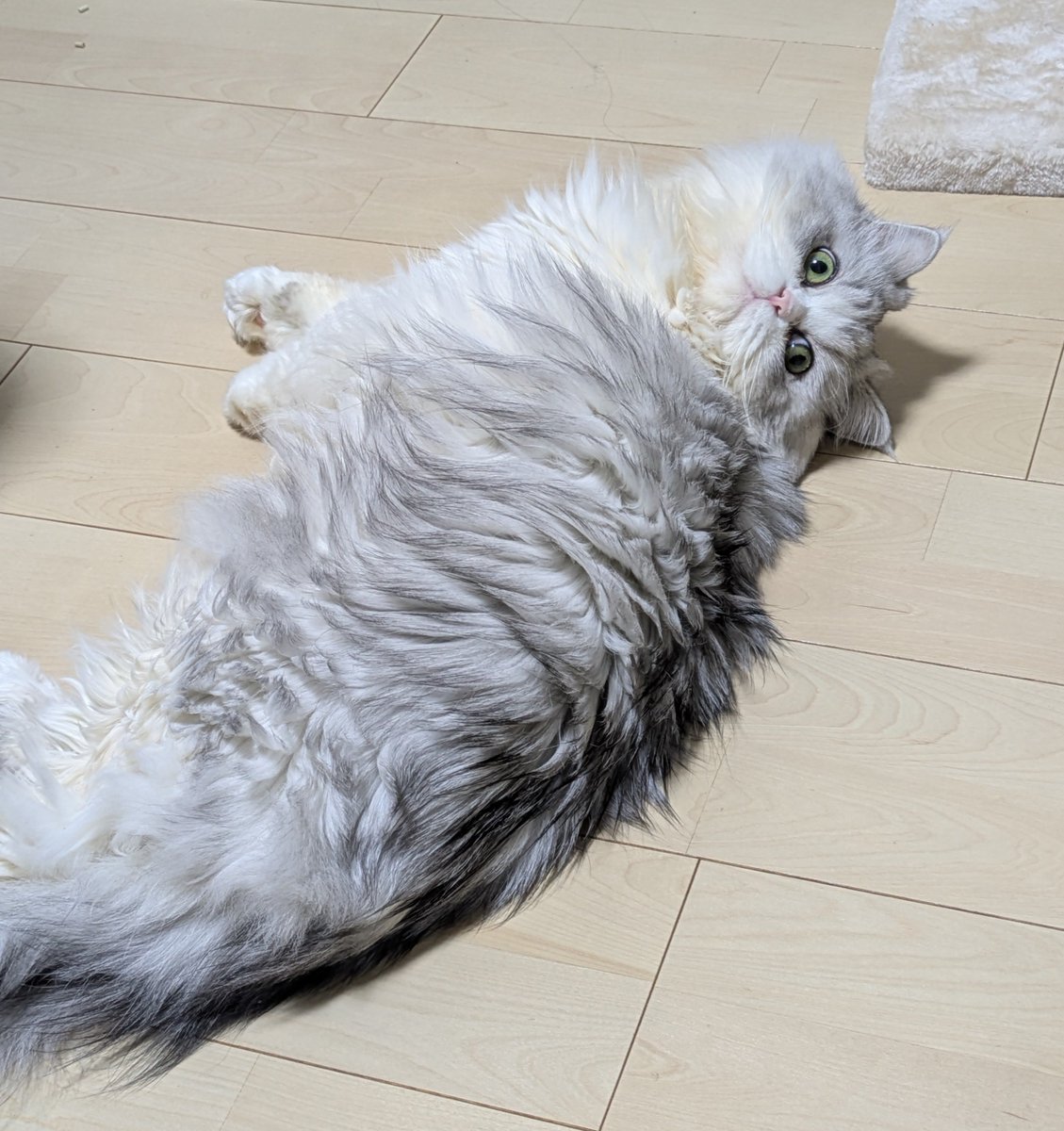 gorosankiroku's tweet photo. 猫は筋肉すごいって聞くけどうちの子は見ても触っても抱っこしても筋肉感じない
そして、本当に筋肉ない
基本ジャンプしない系猫

#猫
#ミヌエット
#ねこのいる生活
#猫のいる暮らし https://t.co/89yR6boY8h