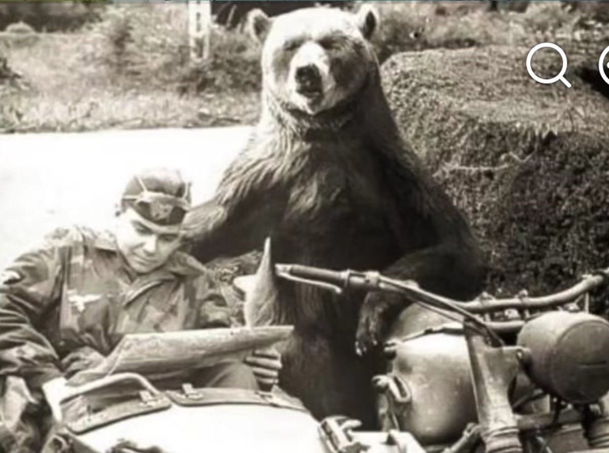 trechSol's tweet photo. During World War II, Polish soldiers found a small orphaned bear cub in the Middle East (near Hamadan, Iran). They adopted him, named him Wojtek, and raised him as one of their own — feeding him, playing with him, and traveling together https://t.co/pRCY4qUZCS