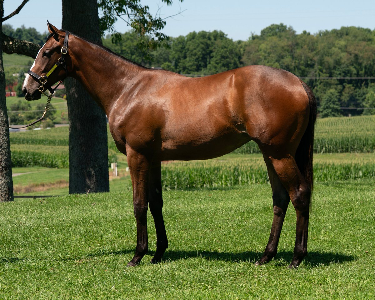 darbydanfarm's tweet photo. Looking for a filly by leading stallion #LiamsMap @LanesEndFarms ? See Hip 2⃣1⃣ Barn 1⃣ RNA from last night @FasigTiptonCo call @darbydanfarm  Renee 724 309 5329 or Jake 704 576 7077 https://t.co/QKh15aSQ12