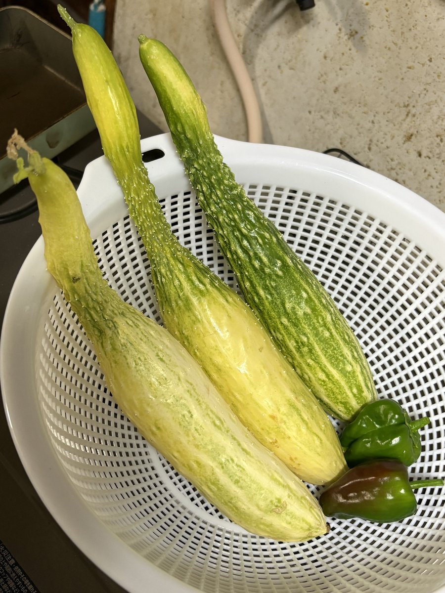 c_greenb17's tweet photo. あ、今日の収穫はこんな感じです。
育ち過ぎたキュウリ3本と日焼けしてしまったピーマン、食べられそうなピーマン。

ウチのキュウリ、なんせマジで棘が痛い……。今度使う時はレシピに塩揉みなくてもするわよ……。 https://t.co/Jzk6EfXLWO