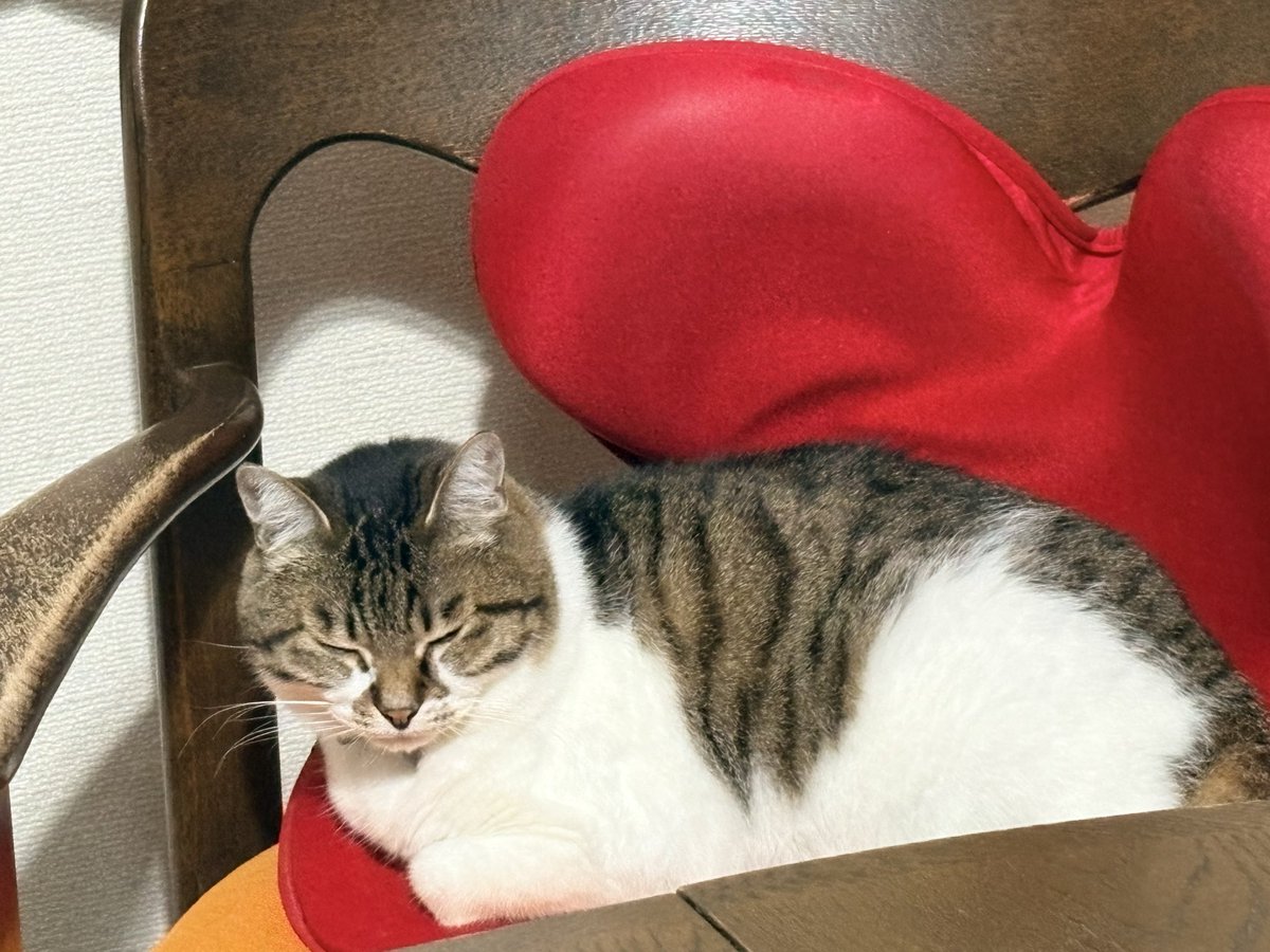catloverperu's tweet photo. こういう眠くてたまらないおめめｼﾊﾟｼﾊﾟねこちゃんからしか得られない栄養がある https://t.co/0US5i2KQwK