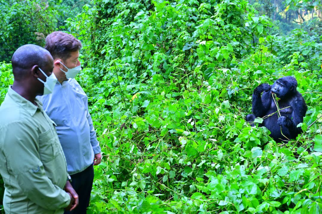 TourismBoardUg's tweet photo. The southern sector of Bwindi Impenetrable National Park in Rushaga had the honour of hosting the Deputy Speaker of Parliament of Uganda, Rt. Hon. Thomas Tayebwa, and the Speaker of the Senate of the Czech Republic, Rt. Hon. Tomio Okamura, for an unforgettable gorilla trekking experience.

Captivated by the encounter and Uganda’s remarkable natural beauty, they pledged to become ambassadors for the Pearl of Africa, sharing its unique tourism experiences with audiences around the world.

#ExploreUganda | #GorillaTrekking