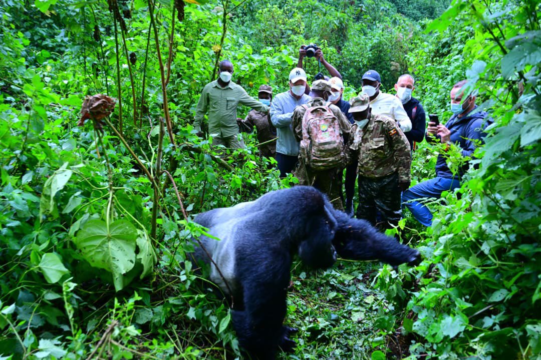 TourismBoardUg's tweet photo. The southern sector of Bwindi Impenetrable National Park in Rushaga had the honour of hosting the Deputy Speaker of Parliament of Uganda, Rt. Hon. Thomas Tayebwa, and the Speaker of the Senate of the Czech Republic, Rt. Hon. Tomio Okamura, for an unforgettable gorilla trekking experience.

Captivated by the encounter and Uganda’s remarkable natural beauty, they pledged to become ambassadors for the Pearl of Africa, sharing its unique tourism experiences with audiences around the world.

#ExploreUganda | #GorillaTrekking