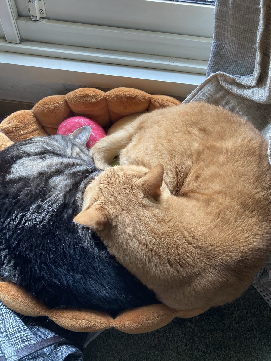 aw04gsh's tweet photo. #SiMねこ盤 https://t.co/zi1YNorO7I