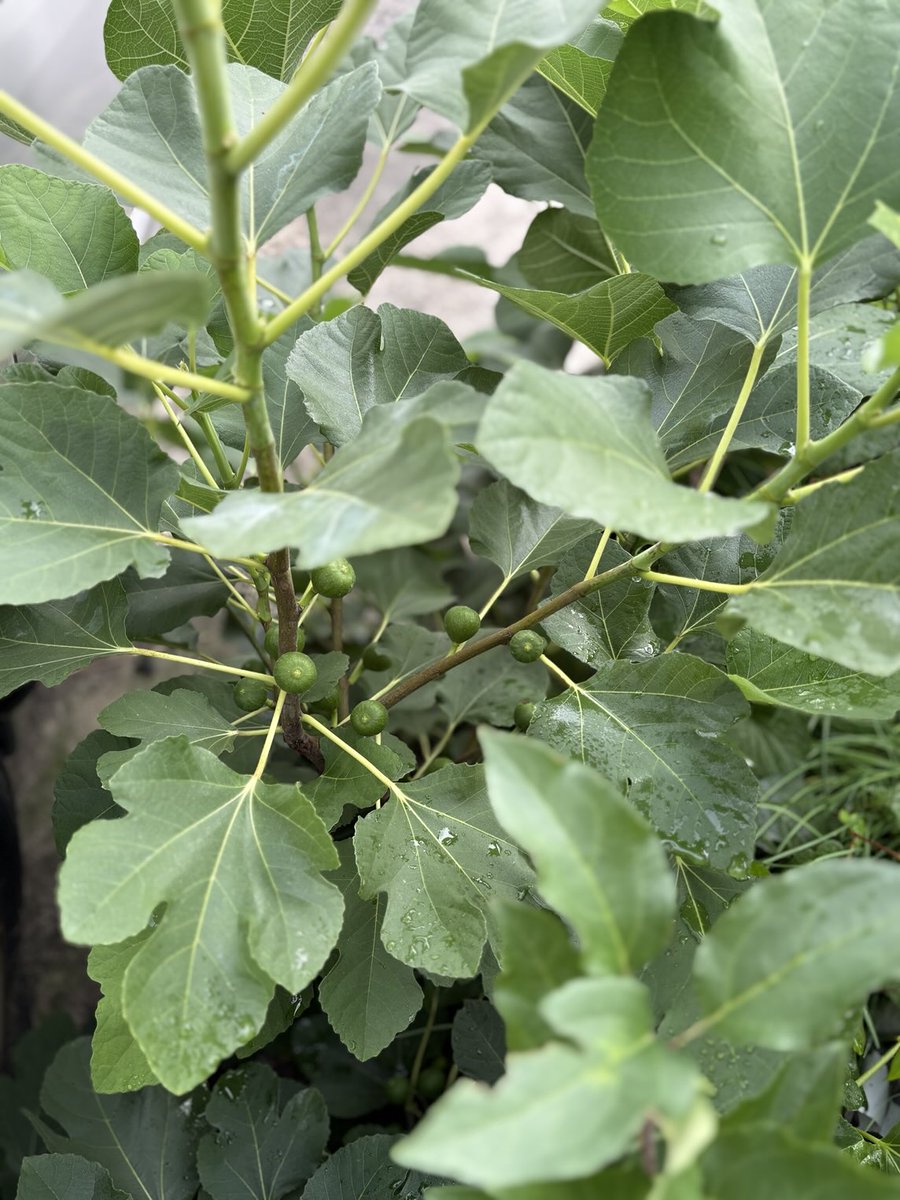 MaquihaM's tweet photo. My parents house' garden🏡
container  garden💗

I'm looking forward to making a dessert boiled with the syrup of the young blue fruit of white Iskia (figs) 👩🏻‍🌾

🍐figs White Iskia

#kitchengarden
#家庭菜園
いまから肥料あげても間に合うかしら
熟す前に収穫しないと🐝🐦‍⬛ https://t.co/kJRDUDPagd