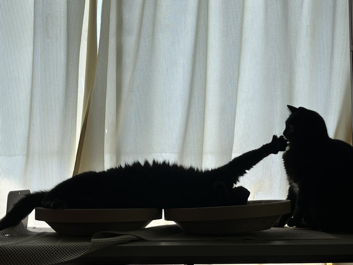 pigbubu3's tweet photo. みょーん🐈‍⬛ https://t.co/hecs99cufG