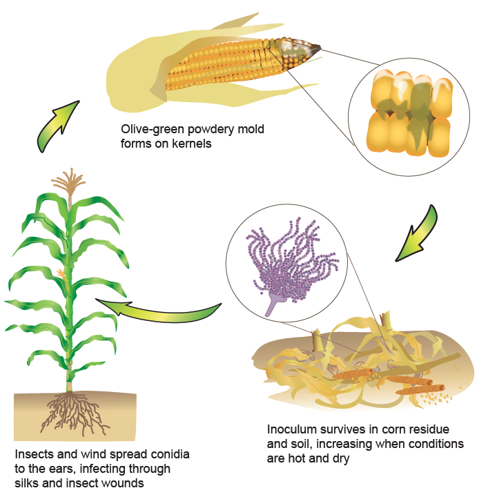 CropNetwork's tweet photo. Aflatoxin testing is recommended for severely drought stressed corn. Send grain samples to a professional  laboratory for analysis.

Check with local extension for grain testing facilities in your area.

@MartinChilvers1 @travisfaske @baldpathologist @alisonrISU @thppdd_lab @ppp_trey @badgercropdoc @alabamaED @MahDuffeck @MandyBish1 @BorisCamiletti @NDSUExtension @OnofreLab  @maddishires @DTelenko @KSUCropdiseases @UNL_CropWatch #corn