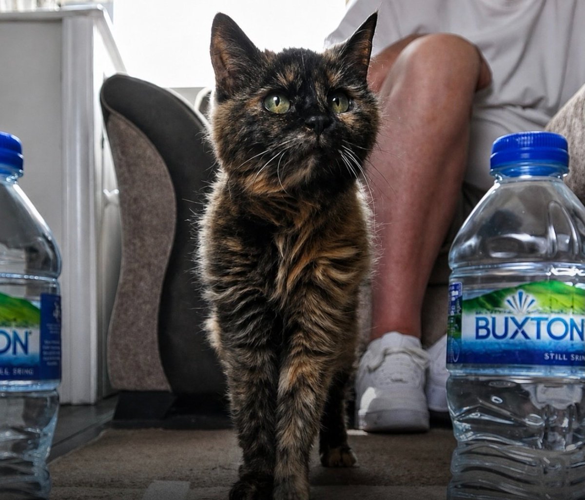 catsareblessing's tweet photo. THE WORLD'S OLDEST CAT HAS JUST TURNED 31 YEARS OLD. SHE ONLY DRINKS SPRING WATER AND HAS A DAILY DIET OF SALMON, SHRIMP, CHICKEN, AND TUNA https://t.co/6TruDyZZTH