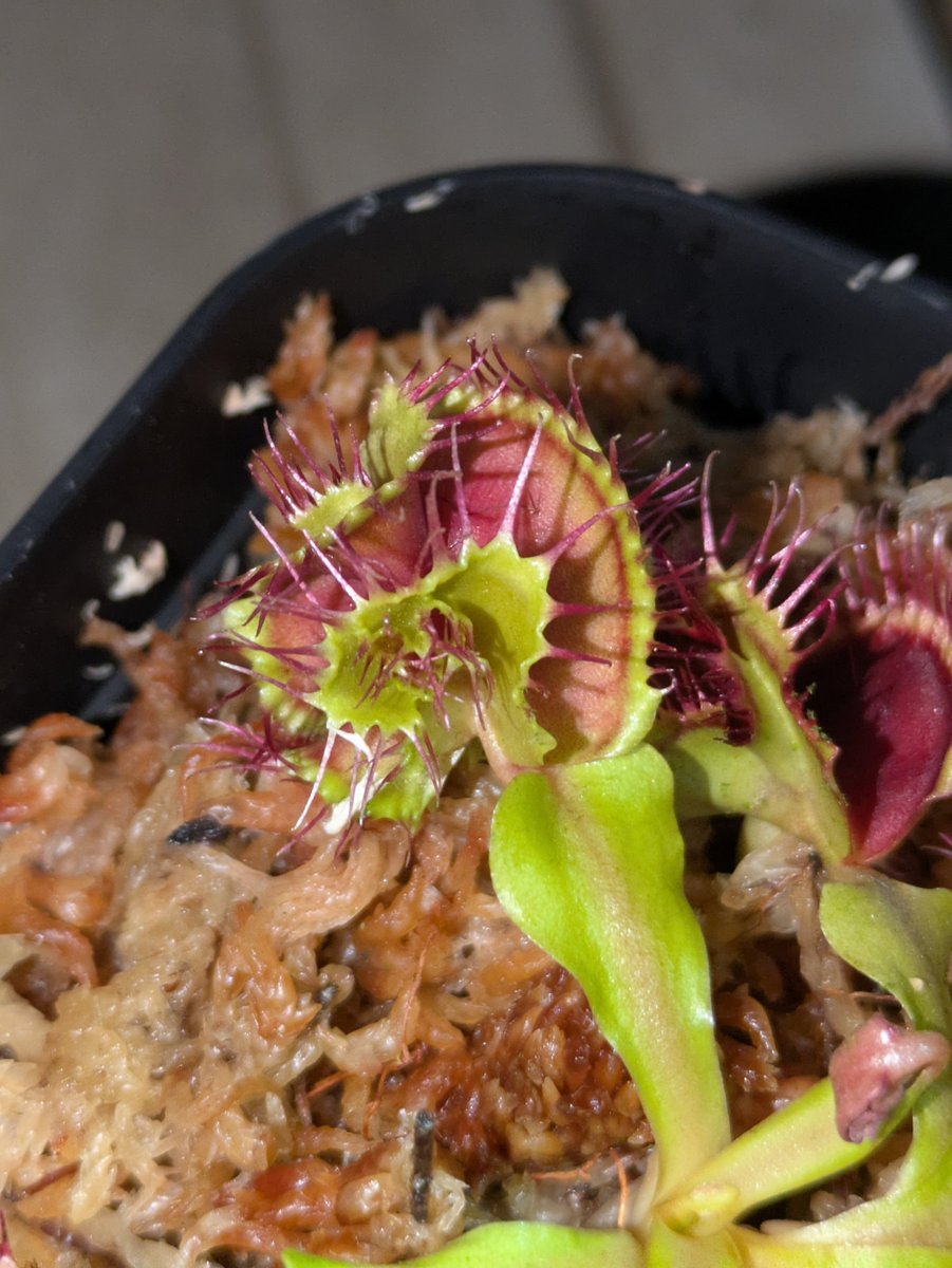 Dionaea_Human07's tweet photo. アイコンはこの子です https://t.co/wcIV76sOEz