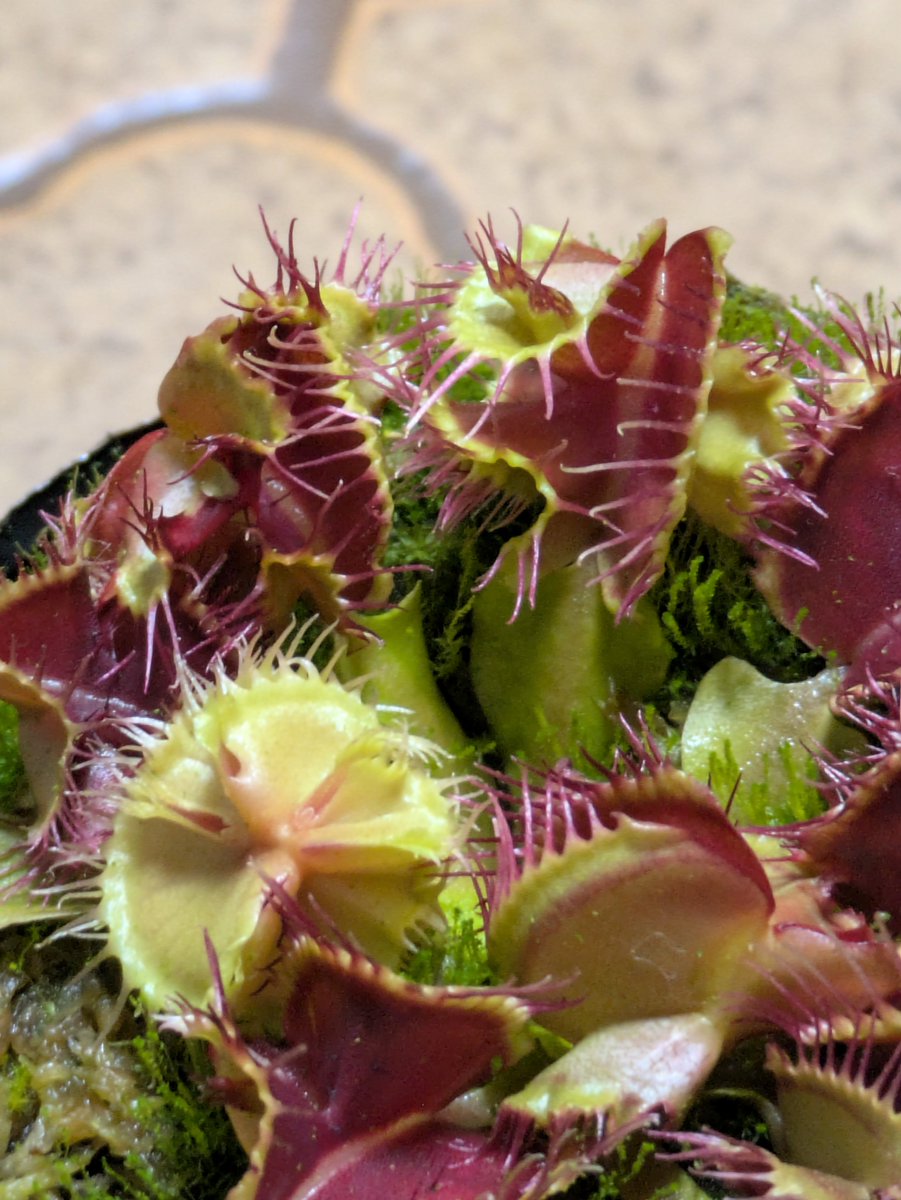 Dionaea_Human07's tweet photo. アイコンはこの子です https://t.co/wcIV76sOEz